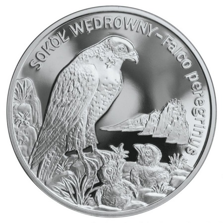 Zwierzęta świata - Sokół Wędrowny